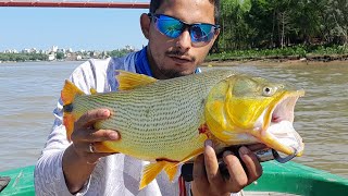 Dorados en Parana de las palmas [upl. by Anatsirhc271]