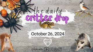 The Daily Critter Drop October 26 2024 [upl. by Enaenaj501]