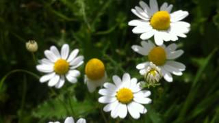 German Camomile Matricaria Chamomilla  20120702 [upl. by Aivlis]