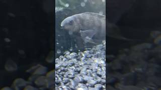 Black Convict Cichlid Close Up aquarium asmr fish convictcichlid nature fishtank beautiful [upl. by Ahsilac]