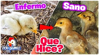 🐤 Cómo están los pollitos 🐣 ¿Cómo curé a los pollitos ENFERM0S o TRISTES 🐥 EN MENOS DE 3 DIAS [upl. by Higginson952]