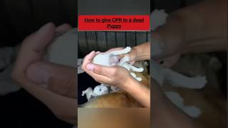 How to Give a Puppy CPR  rescuedog educationalshorts cpr [upl. by Willy212]