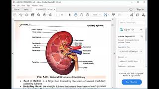 kidney part 1  urogenital MODULE [upl. by Poulter]