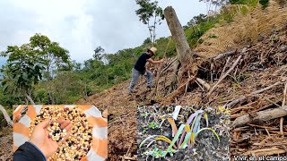 Como Sembrar Maíz Muy Fácil Y Porqué Asociar El Cultivo Frijol Calabaza y Maíz [upl. by Nitsraek668]