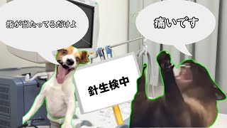 【針生検】良性のシコリだと思ってたら悪性だった話し01【猫ミーム】 [upl. by Dragde113]