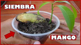 APRENDE A SEMBRAR SEMILLAS DE MANGO GERMINACIÓN Y CRECIMIENTO [upl. by Nanreik551]