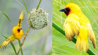 Southern Brownthroated Weaver is a fascinating bird with a rich social life [upl. by Nanyt693]