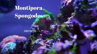 Montipora Spongodes Coral Growth [upl. by Anirba235]