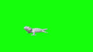 Gecko Lizard Free Green Screen Animation Pack [upl. by Pederson]