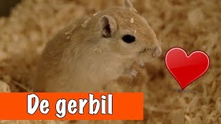 De gerbil Een schattige woestijnrat  DierenpraatTV [upl. by Adnamal]