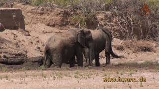 Namibia erleben  Teil 5  Wüstenelefanten im Hoanib Rivier [upl. by Farrington]