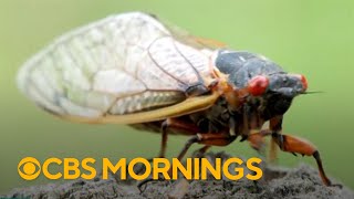 Climate change could be impacting emergence of cicadas [upl. by Ranice125]