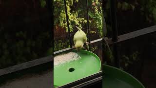 INDIAN PARROT EATING RICEVIDEO BY ADIL DARUWALLA3 [upl. by Epp328]