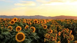 Why sunflowers follow the sun [upl. by Ayot]