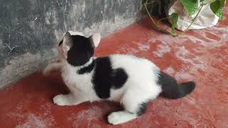 Cute cat videos [upl. by Sorips]