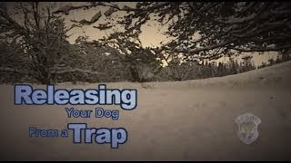 Releasing your Dog from a Trap [upl. by Desimone]