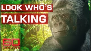 Koko the talking gorilla  60 Minutes Australia [upl. by Kathi]