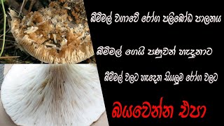 Bimmal WagawaMushroom Pests amp Disease [upl. by Haskins]