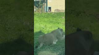 Lions at Blackpool zoo [upl. by Burack478]