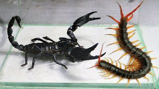 Black Scorpion and Centipede Scolopendra [upl. by Chuu]