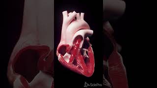 Dive Into the Heart Explore Its Anatomy and Blood Flow anatomy meded 3danimation [upl. by Annav431]