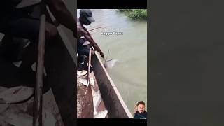 fishing strike fish catfish casting freshwaterfish shark bigcarp catfishfish [upl. by Hanas457]