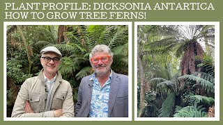 Plant Profile Dicksonia antarctica  how to grow Australian tree ferns [upl. by Raquel109]