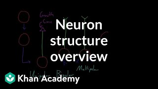 Overview of neuron structure  Nervous system physiology  NCLEXRN  Khan Academy [upl. by Apple]