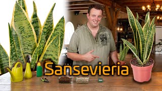 Tips voor de verzorging van je Sansevieria Vrouwentong [upl. by Nevaeh552]