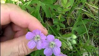 MyNature Apps Identifying Wild Geranium Geranium maculatum [upl. by Felt443]