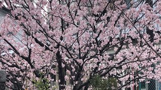 20240321京都 桜 開花 満開 大本山知恩寺 おそらく2024年最速公開 [upl. by Samau]