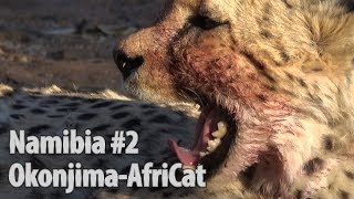 Namibia part2 Leopard amp Cheetah Safari in Okonjima Reserve  Africat [upl. by Domingo]