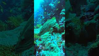 YELLOWFIN GROUPER USAT LIBERTY nature viralshorts video fyp underwater [upl. by Nanreit531]