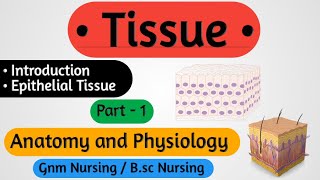 Tissue In Hindi  Tissue Anatomy And Physiology  Epithelial Tissue [upl. by Asyen512]