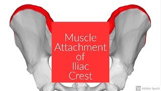 Muscle Attachment of Iliac Crest [upl. by Whitebook653]