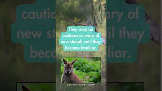 Whats your opinion on the kangaroos neophobia 36 australia nature kangaroo wildlife facts [upl. by Keefe162]