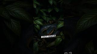 What happens if you get bit by a bushmasterThe Deadly Bite of the Bushmaster Snake facts [upl. by Magna]