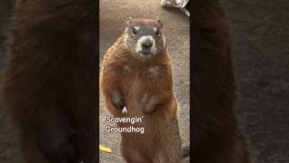 I Witnessed this Hungry Groundhog Bothering Tourists [upl. by Okun]