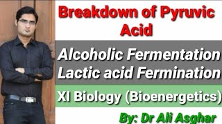 Breakdown of Pyruvic Acid XI Biology Bioenergetics [upl. by Faina]