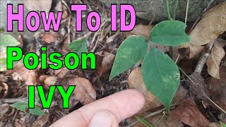 How to Identify Poison Ivy Toxicodendron radicans [upl. by Cooley309]