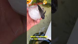 Allah Ke Qudrat Murda machli zinda ho gai  Dead Frozen fish Come back alive amazingfactshorts [upl. by Bullis158]