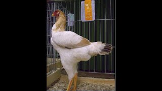 Chittagong Chicken Malay சிட்டகாங்  Pure Indian Breed [upl. by Pavel388]