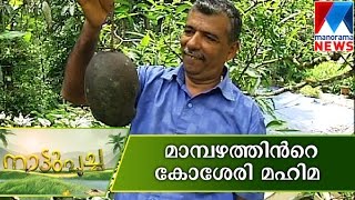 Kosseri Mango A real BIG taste Nattupacha  Manorama News [upl. by Hgielrebmik]