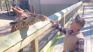 Feeding Hungry Giraffes [upl. by Mozza]