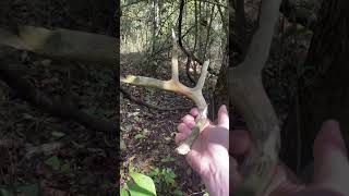 Last year’s halfchewed shed antler shed antlers whitetail [upl. by Cony]