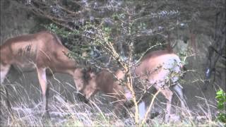 Fighting Lichtensteins Hartebeests in Saadani National Park [upl. by Cyrie254]