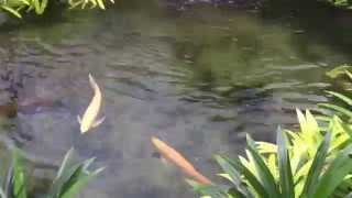 Arowana Pond From Singapore Stingray Breeder [upl. by Ltney875]