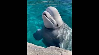 This fish is friendly with humans shortvideos facts amazingfacts [upl. by Hadihahs]