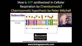 How is ATP synthesized by Chemiosmosis during Cellular respiration [upl. by Berton]