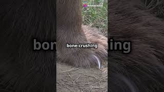 Silverback Gorilla vs Grizzly Bear Clash of Titanswildlife facts animalsshorts viralshorts [upl. by Meekah723]